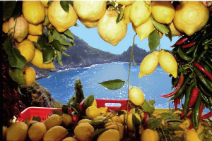 amalfi lemons lemon coast tour tours consortium